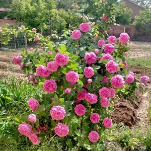 曾经和蒲公英约定旅游春天