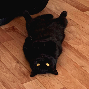 Мяуканье Кота! Ваша Кошка Будет Преследовать Вас!!!