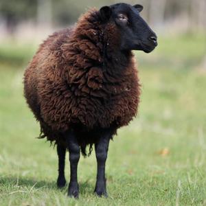 The Black Sheep(Still Standing)