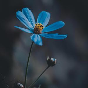 Always You (Special Version)