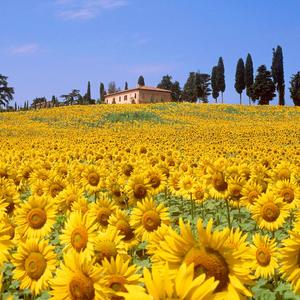 无处安放的悲伤