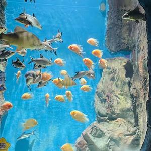 做我的猫（翻自 Superluckyqi）