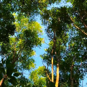 小树林的美好回忆