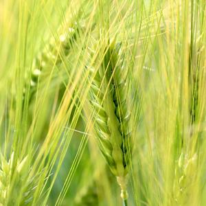 "Esquisse de Brise Légère" (轻风的素描)