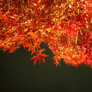 Kebahagiaan (Remastered 2024)