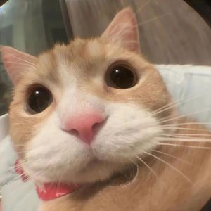 Hanana（哈基米BGM）