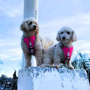 Paragua' en el cacho