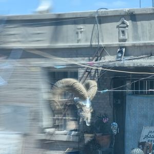 T-SD！(挺帅的特殊的天生的)