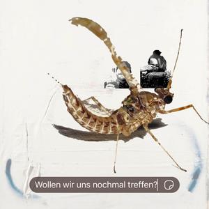 Eintagsfliege