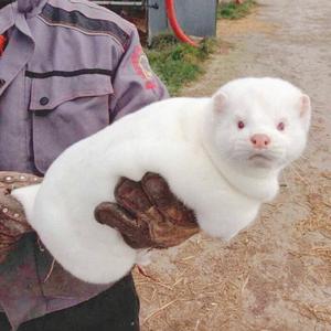 这只伶俐的棕色狐狸跳过一只懒惰的狗