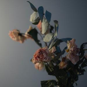 ドライフラワー 干花