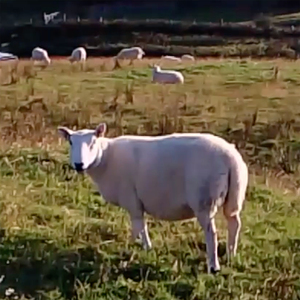 UN MOUTON ÇA FAIT QUOI