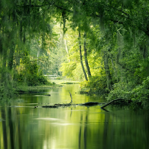 The Grace of Tranquility