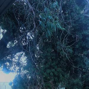 Ambient Rainy Melbourne Eastern Suburbs