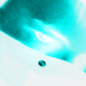 NHPF