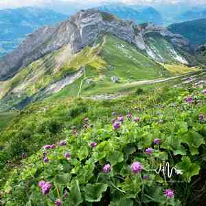 小朋友睡得香 (催眠曲)