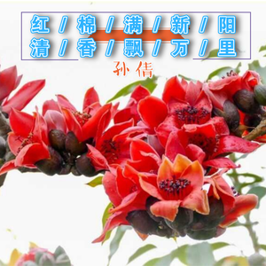 红棉满新阳 清香飘万里