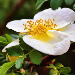 淡淡的忧伤（纯音乐）