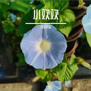 我的小欢欢