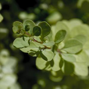 Fall Easily into Deep Sleep