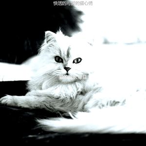 微妙的放松的猫心情