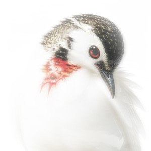 领罪
