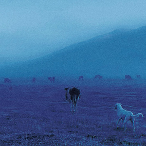 爱是性的不良反应