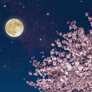 寻仙（钢琴改编）