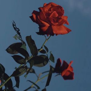 花辞树（Prod By.BECU BEATZ）