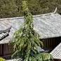 没落上升期