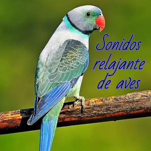 Sonidos relajante de aves