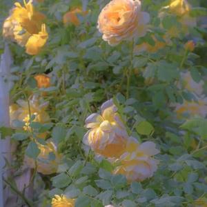 もう一度（翻自 夏野Natsuno）