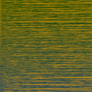 112919 [Museum Beetle (Anthrenus Museorum)]