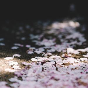 花妖（二胡版）