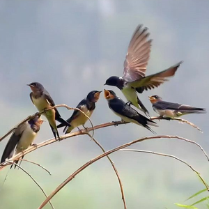 燕南飞 (华语群星合唱)