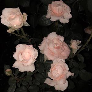 彩虹(Prod by Frupie)