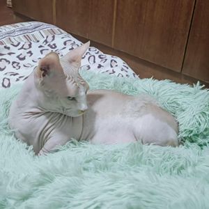 Simple Love - 走丢的猫