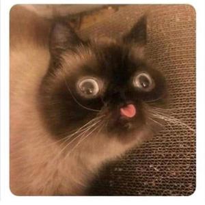 NOT VERY TALENTED (forget卡点舞 remix)