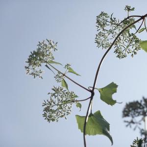 深情者陷入谷底