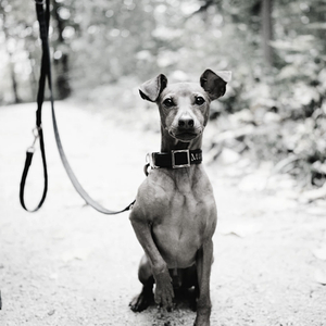 Playful (Separation Anxiety)