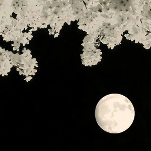 秋殇别恋（DJ小辞Remix）