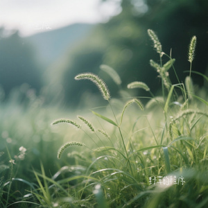 野草的程序