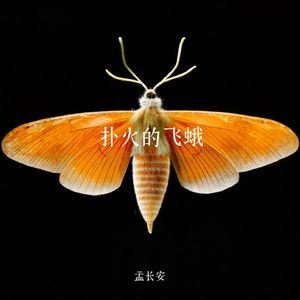 扑火的飞蛾