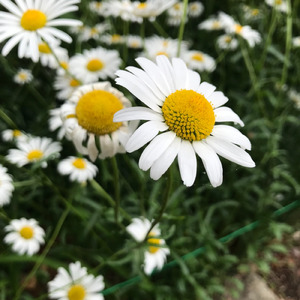 翼が生えてきたらいいね