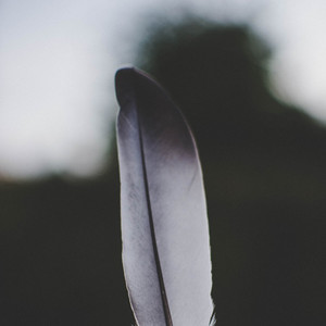 Feather