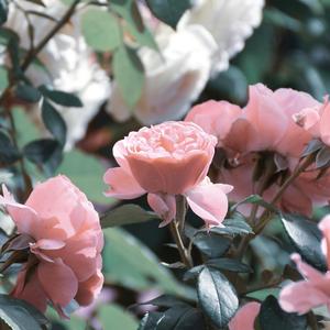 不期而遇 翻唱李健