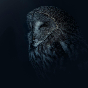 Strix Nebulosa