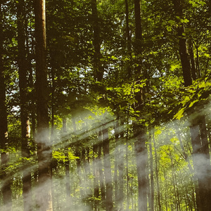 Meditation Field Of Essence