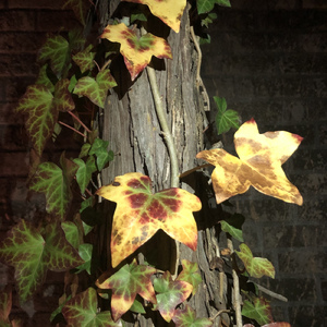 羽化する不自由