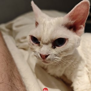 我爱你，哈基米